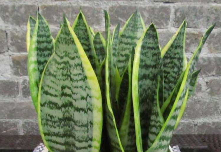 “四朵花”最适合懒人养,埋在土里就活,水疯狂地长,漂亮的开花期长