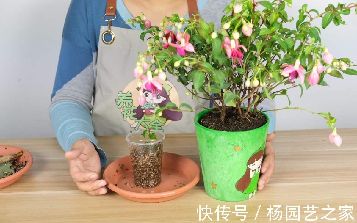 倒挂金钟|倒挂金钟夏天养不活?是你方法不对,注意温度,安稳度夏