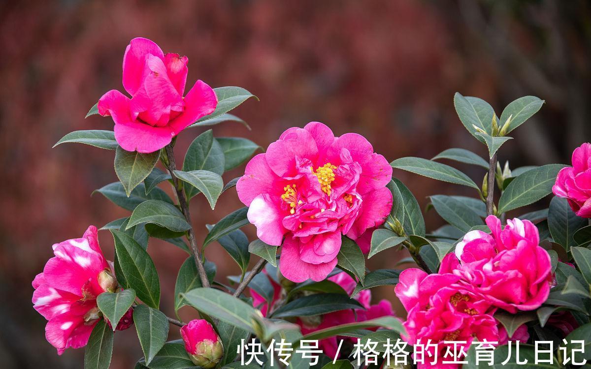 10月家中种3“养生花”，年年开花多又艳，做到人养花花养人