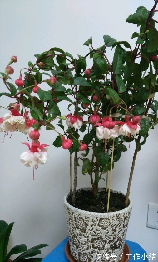 4种花“很爱开花”，一养就“花开满盆”，给点水就疯长