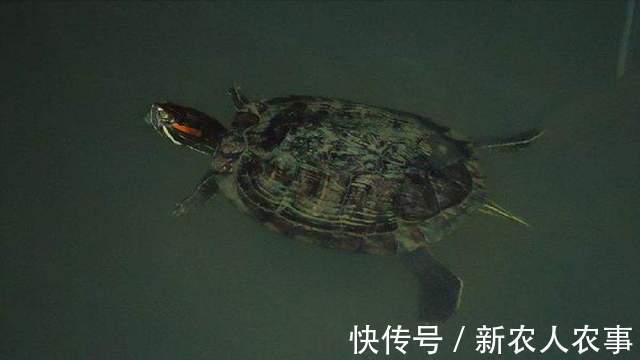 雷龙鱼|江西一男子路过老水井,拿来鱼竿就垂钓,结果有了意外收获