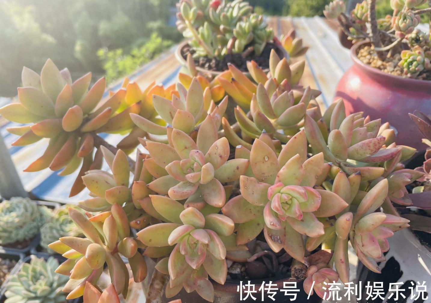多肉长势差 这 三位置 剪一剪 夏不黑腐 株型紧凑又好看 粉紫色