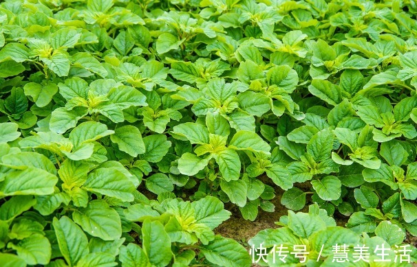 小根|65种野菜图片,带你认识不同的野菜和吃法,你想要的野菜这里都有