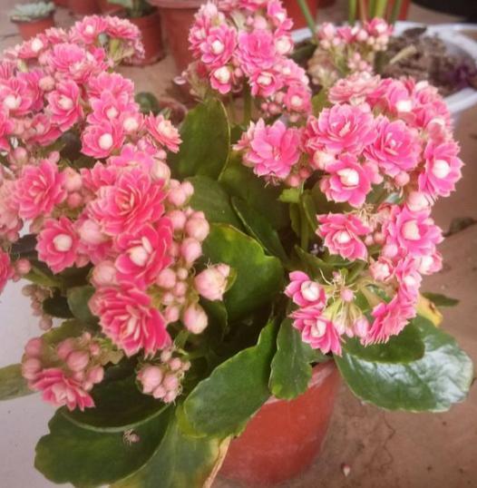 进入11月中旬，长寿花冒出花芽，别做“3件”错事，小心全毁了