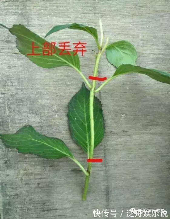 托盘|3种花太贵，别再买了，剪几个枝就能扦插几十盆！