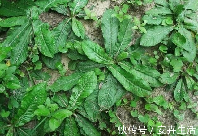 地胆|它是野生“地胆草”,田间地头随处见,看似不起眼,却是珍贵药材