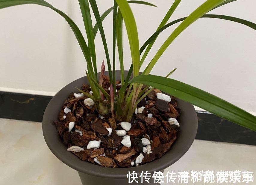 服盆|网购兰花服盆难,关键在于上盆前,简单4步服盆快,不僵苗发芽多