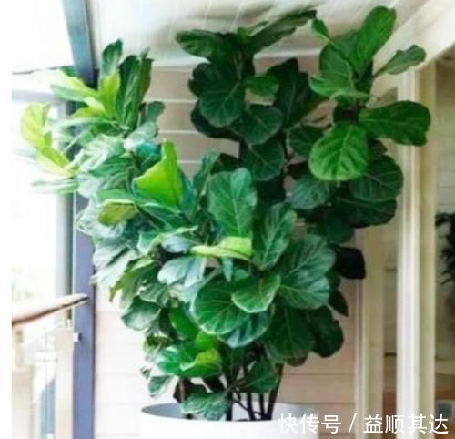 3种花养家里，福旺运旺财更旺，高大上档次，叶子油绿