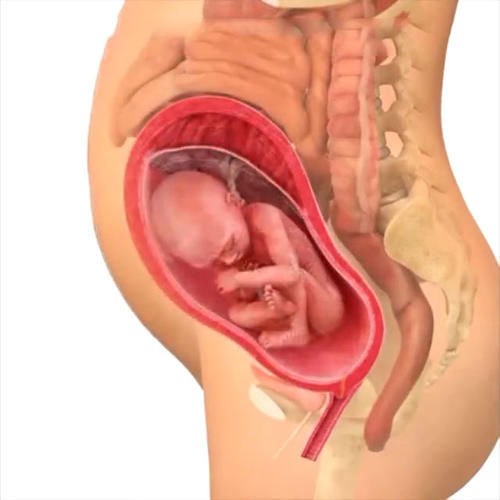 胎儿|孕期40周胎儿生长发育组图,胎儿是这样一天天长大的