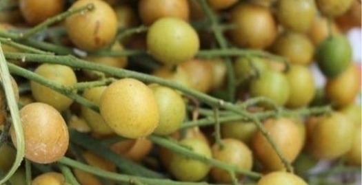 健康果|它比梨还润肺,是食药同源的“健康果”,止咳效果好,早知早受益