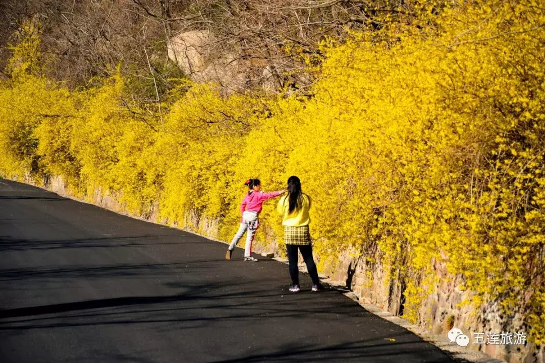 春日好时光，听花开的声音