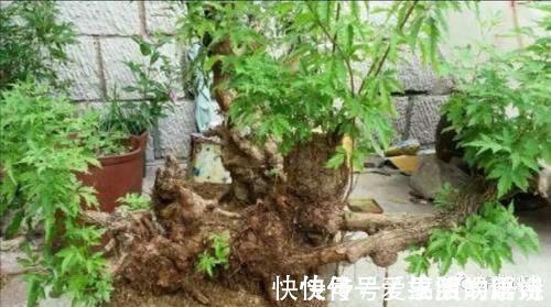 枝干|农村大爷不养花,用山上黄荆做成盆景,更具观赏性