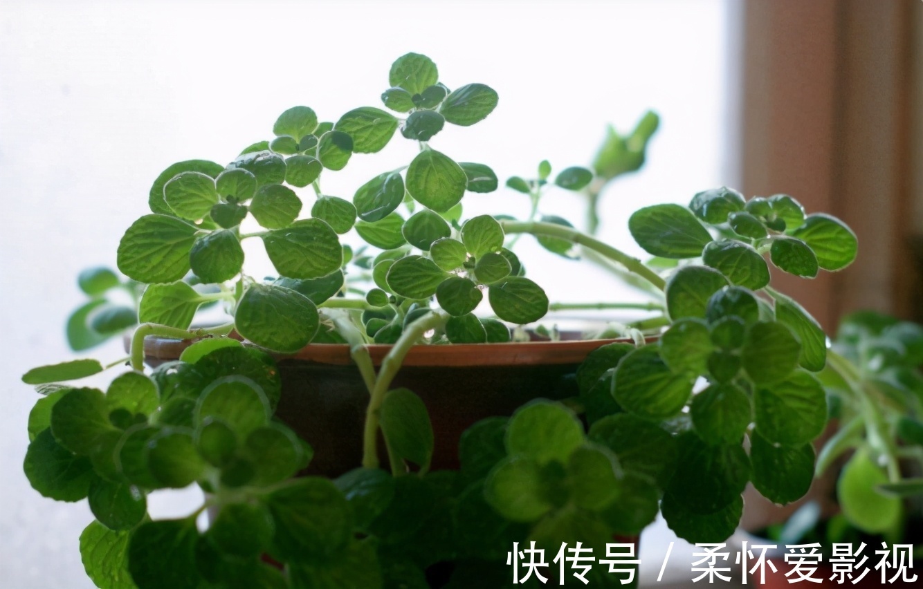 给卧室挑选盆栽,得兼顾安神的作用,聪明人早入手养这3样了