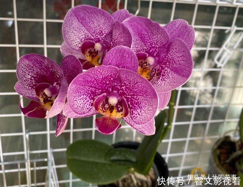 休眠期|春节后养蝴蝶兰,做好3件事,不再“花后死”,还能一盆变多盆