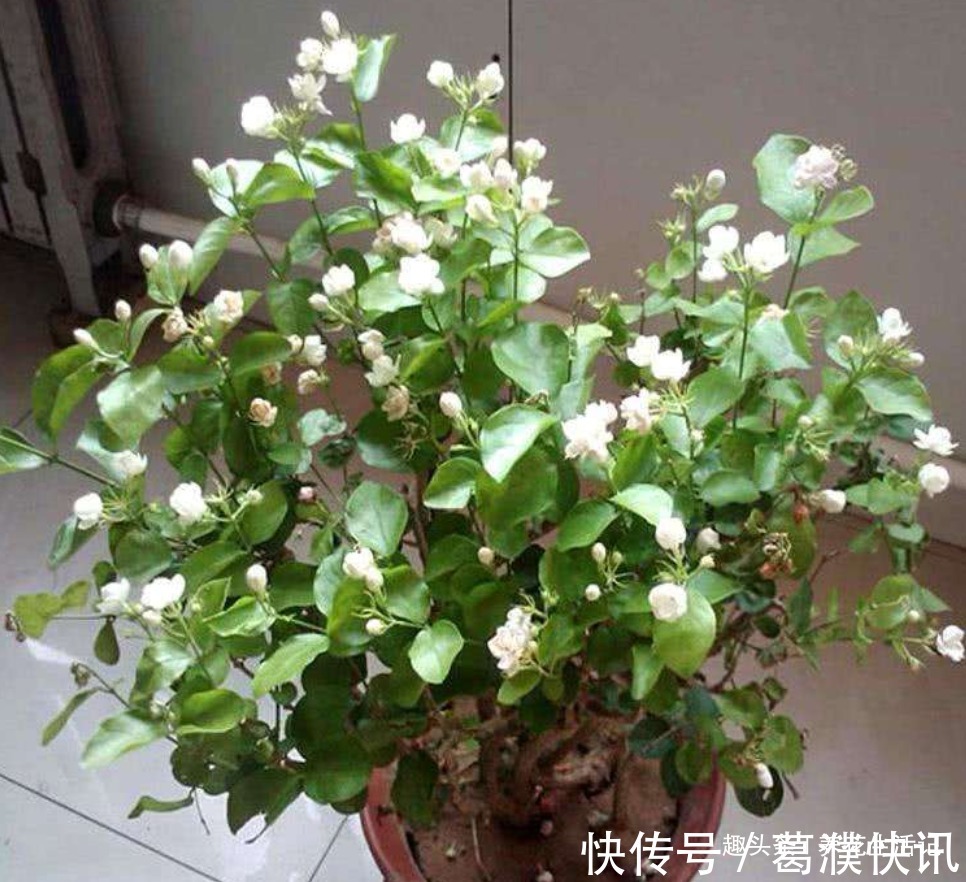 茉莉花怎么养学会“3个”方法,枝条健壮叶子绿,花朵洁白繁多