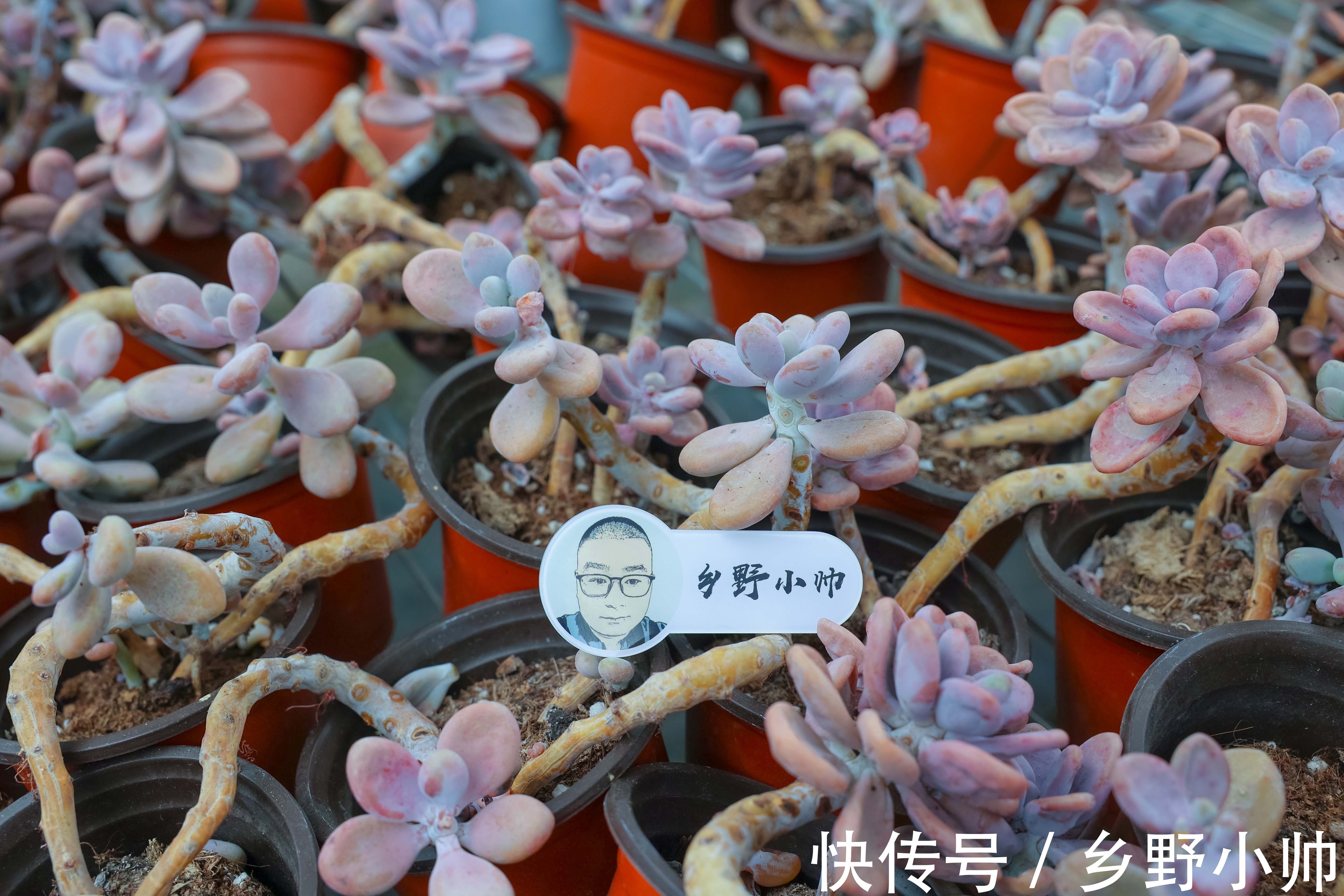 花盆|不管你是萌新还是大神，这两款漂亮的老桩多肉。都值得入手