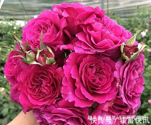 罗曼尼·詹森|“珍稀玫瑰”女人香气,丰腴婀娜,娇嫩柔和,可以说养花必备