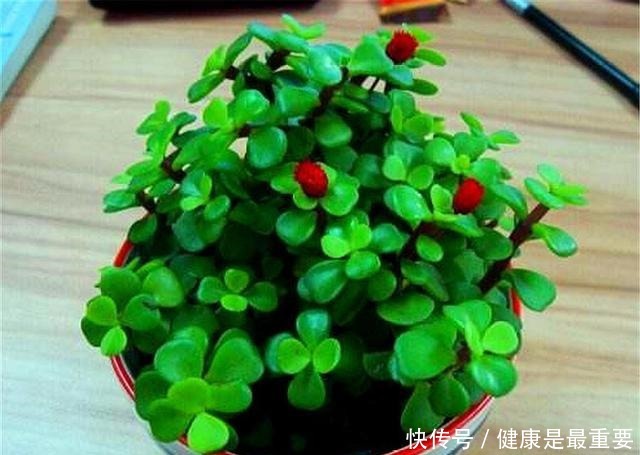 冬天养金枝玉叶，学会这“3招”，叶子肥厚翠绿，枝干粗壮变老桩！