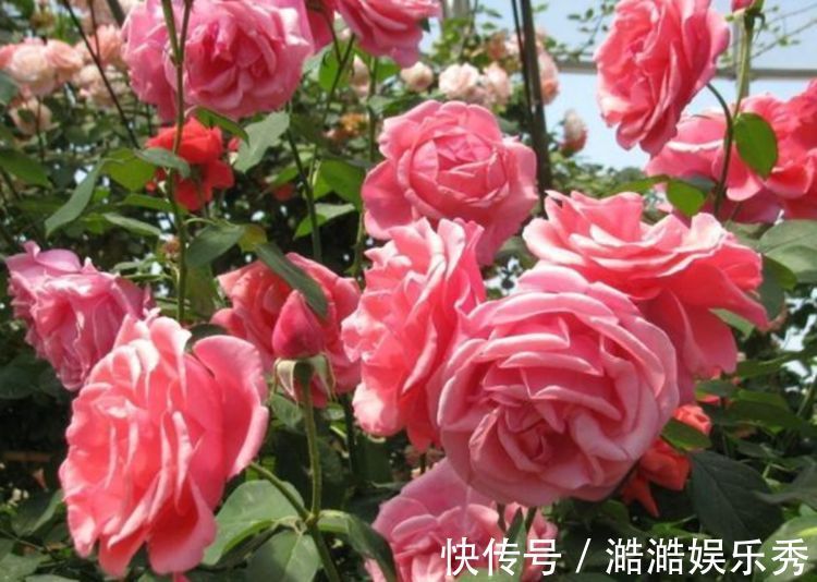 4种花超漂亮，家里养一盆，满屋飘香，养庭院，十里飘香