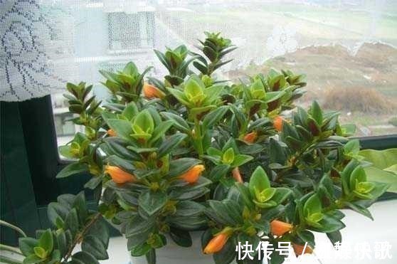 吊兰品种多样,只养一种太亏了,家里多放几盆,净化空气开小花