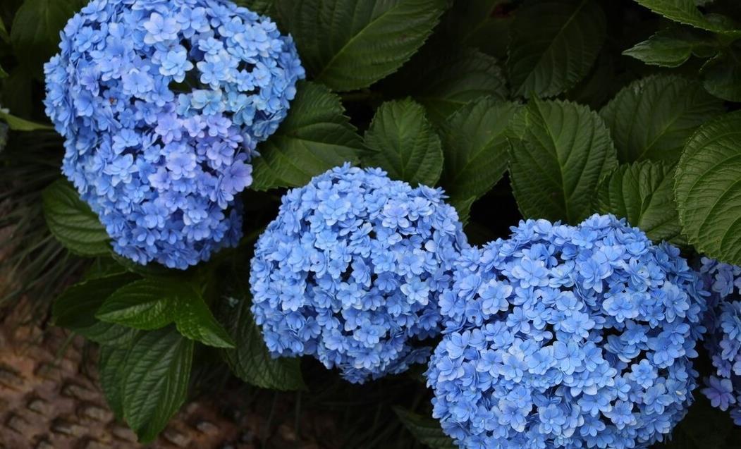 提醒：养绣球花，这些事情再不做，就晚了