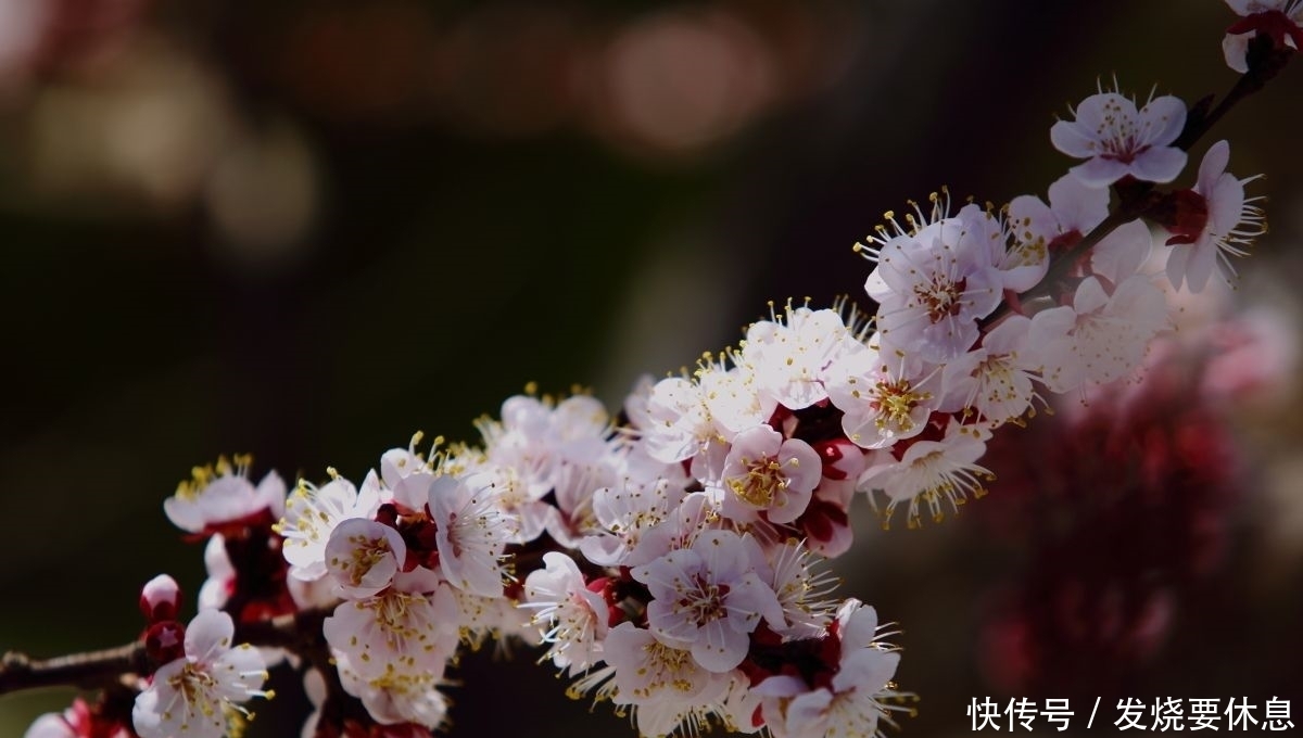 哥哥|弟弟考了状元,哥哥考第十名,太后说:你们换一下