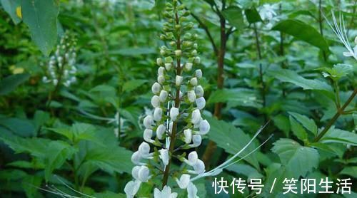 痛风|尿酸高的人不想痛风发作,4种食物尽早拉黑,别挑战身体极限!