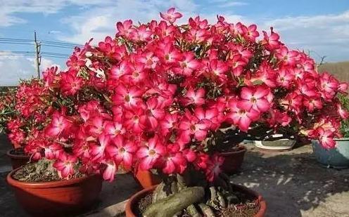 沙漠玫瑰这样养，鼓起“大象腿”，腿上“全营养”，开花也不瘦