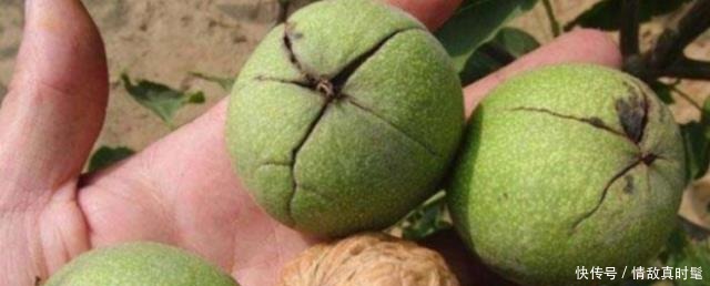 原来核桃上有个“小机关”,找到之后,轻轻一拧就剥开,太厉害了!