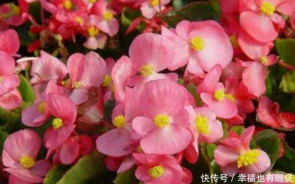 花期最长的“4种花”,一开就是300多天,花期长,花惊艳!