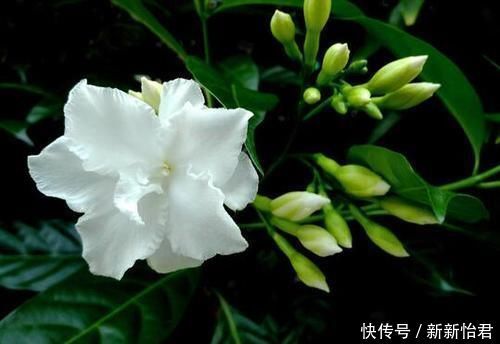 茉莉花|这个花你见过吗?虽然名字不好听,但是非常好看