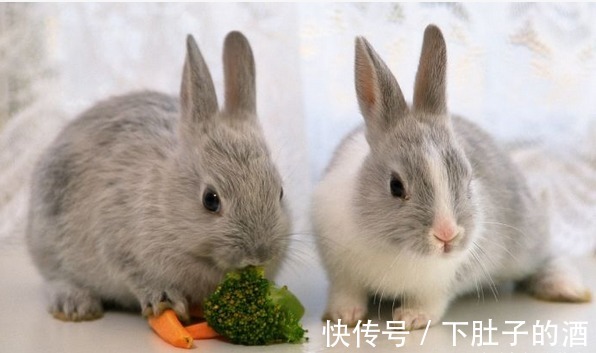 攀龙附凤|农历几月出生的属兔人，2021年时来运转，意气风发，生活财富不缺