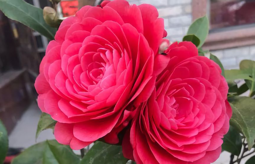 茶花,是冬季养花的首选别犹豫