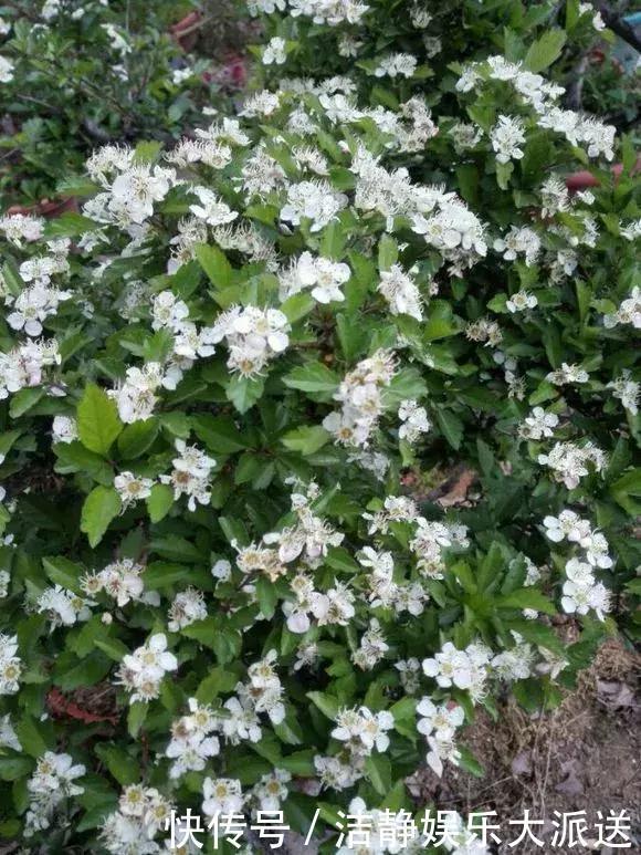 山楂|阳台养1棵山楂树,果子红艳艳,开胃又消食,是盆栽佳品!