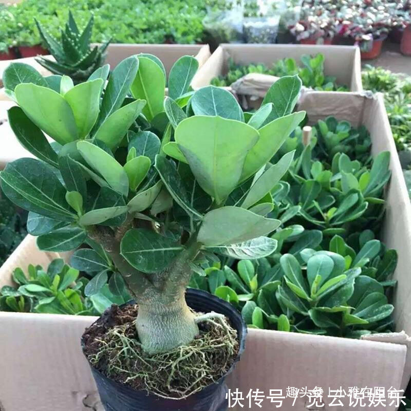 潮湿|刚买回的盆栽，如何浇水、晒太阳、养护简单“3步”，越养越旺