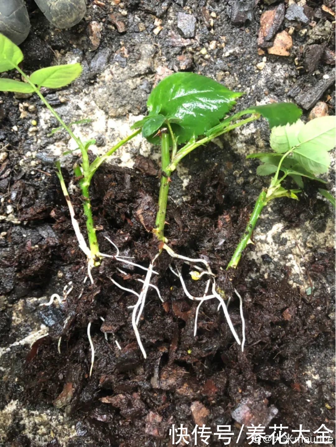 旧筷子、老干妈瓶别扔,拿来养花效果好,省下一笔养花钱