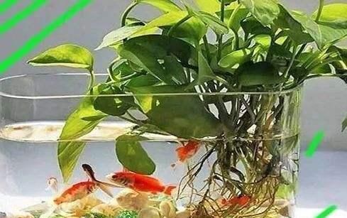 鱼缸里都可以养什么植物？