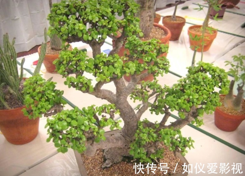 盆栽避开这3点，树马齿笕叶不黄不掉，很快就逆袭成金枝玉叶