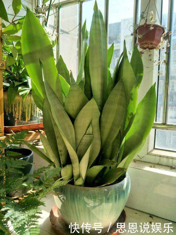 天热了,1壶水2片药,制成“药水”浇花,盆栽叶子绿、开花多