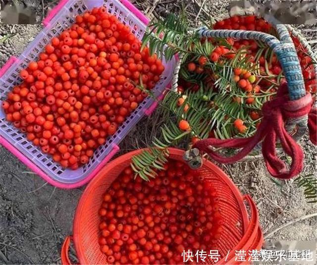 种植|57年前被发现价值，曾一度濒危，如今有人大量种植，却沦为盆栽