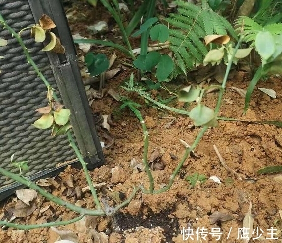 月季光杆后如何才能快速恢复生长,分清情况是关键