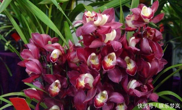 美过荷花,香过桂花,一年四季花开不断,连玫瑰都自愧不如