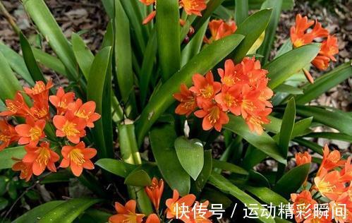 开花|君子兰多年不开花,可能是缺了这种肥