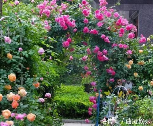 阳台适合养3种花,人养花,花也养人,解毒败火,家家必备!