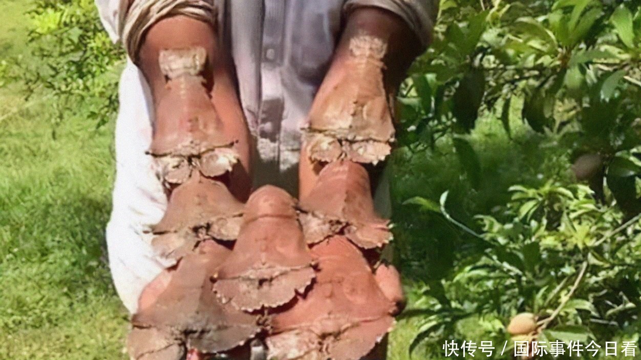 想要|印度“拖鞋虾”泛滥成灾,想要出口到我国,我国吃货:不敢恭维