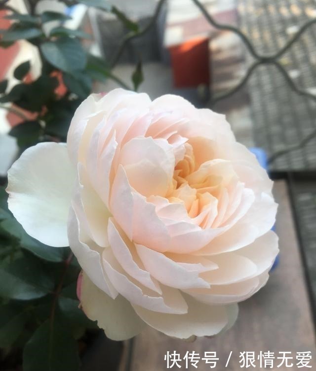 一朵花|超级香的花,漂亮不输玫瑰,四季常开,还可盆栽种植,此花值得养!