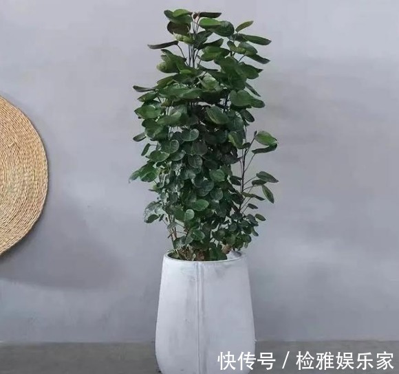 招财|8种招财植物,家里有一盆财源滚滚来,你都清楚嘛