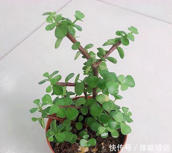 金枝玉叶怎么浇水这些注意事项要牢记,马虎了很容易出现烂根!