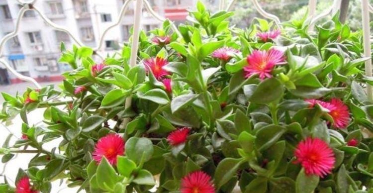 4种花现在养刚好,家里养一盆,招财纳福好运来,日子越过越红火