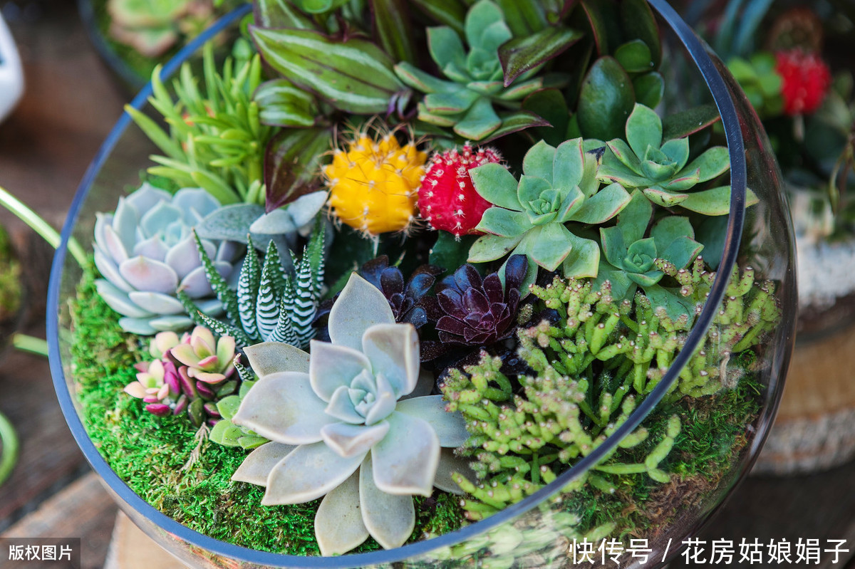 缺水|多肉植物怎么浇水?提供浇水七大知识点,让养殖多肉变得更加简单